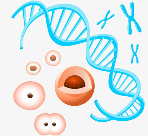 孕染色体等于唐氏筛查吗？两者并不相同！