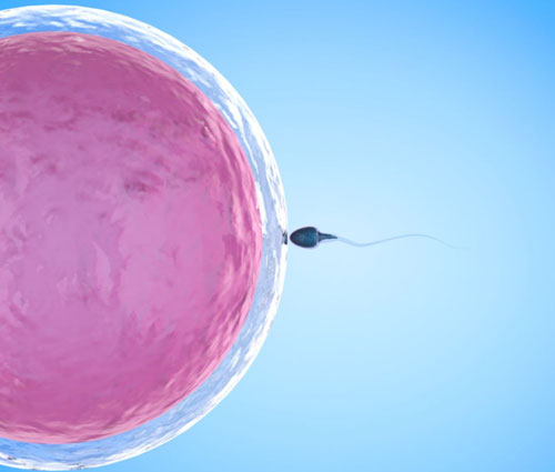 多囊卵泡是怎么引起的？与内分泌系统功能异常相关！