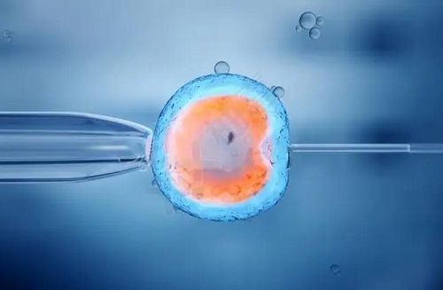 什么是囊胚胎？胚胎和囊胚有什么区别？