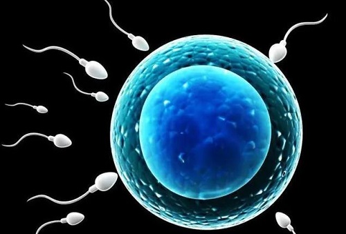 精子怎样才能进入卵子？精子是如何运动到达卵细胞的呢？