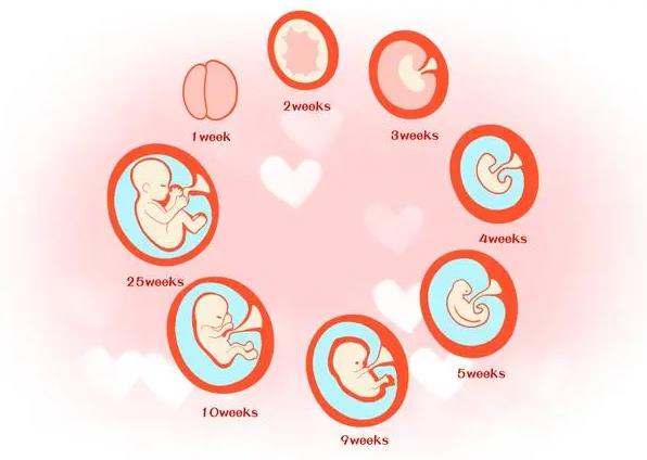 胚胎没发育是怎么回事？为什么胚胎发育不良？