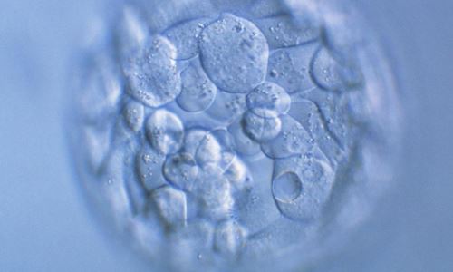 4bc囊胚能成功吗？有移植4BC囊胚成功的姐妹吗？
